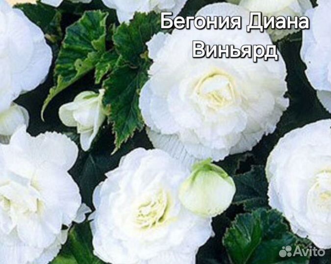 Бегония