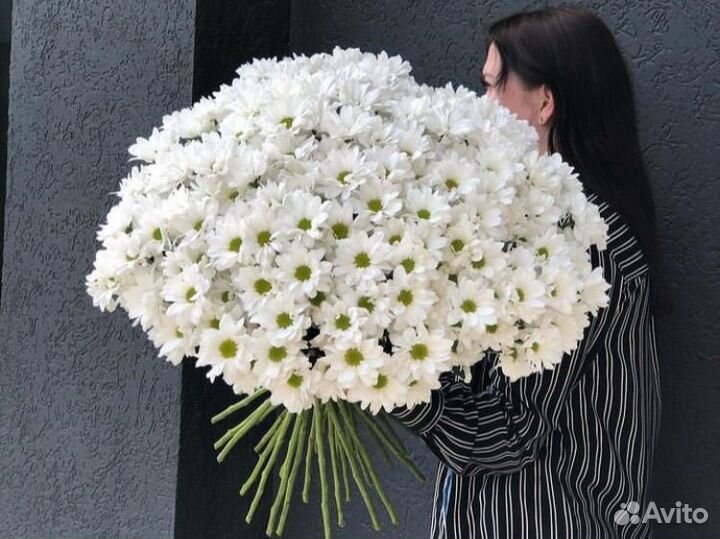 45 нежных хризантем