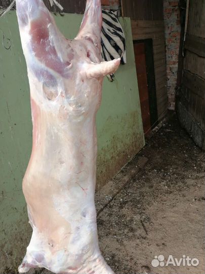 Овцы бараны
