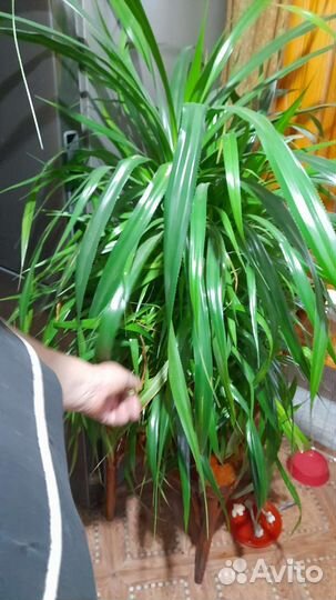 Цветы Растения