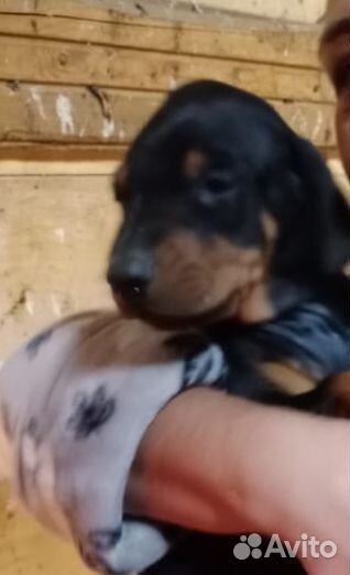 Щенки добермана