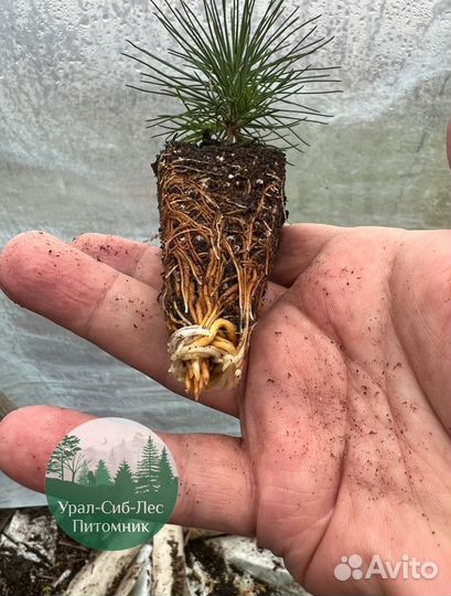 Сеянцы зкс Сосна окс Ель Лиственница Горная