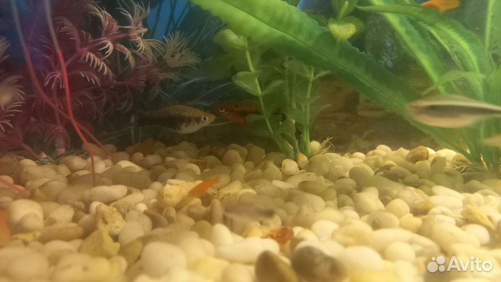 Аквариумные рыбки гуппи,меченосец