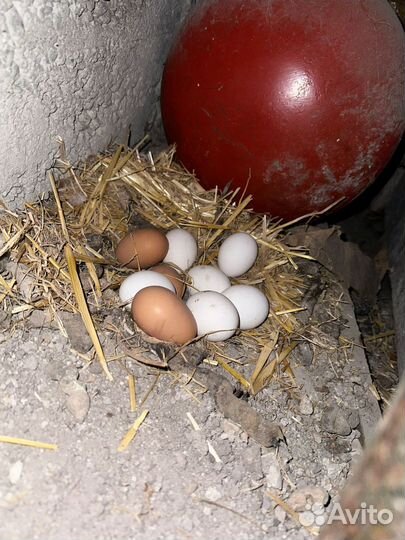 Домашние куриные яйца
