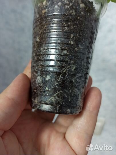 Пеларгония герань