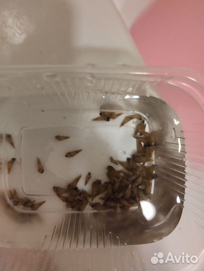 Улитки мелании