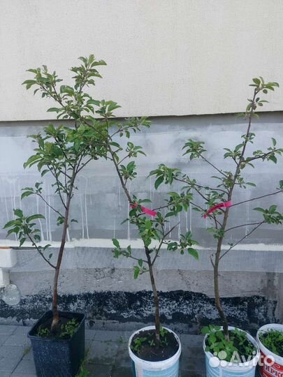 Саженцы яблони