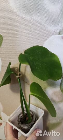 Фил монстера сциндапсус