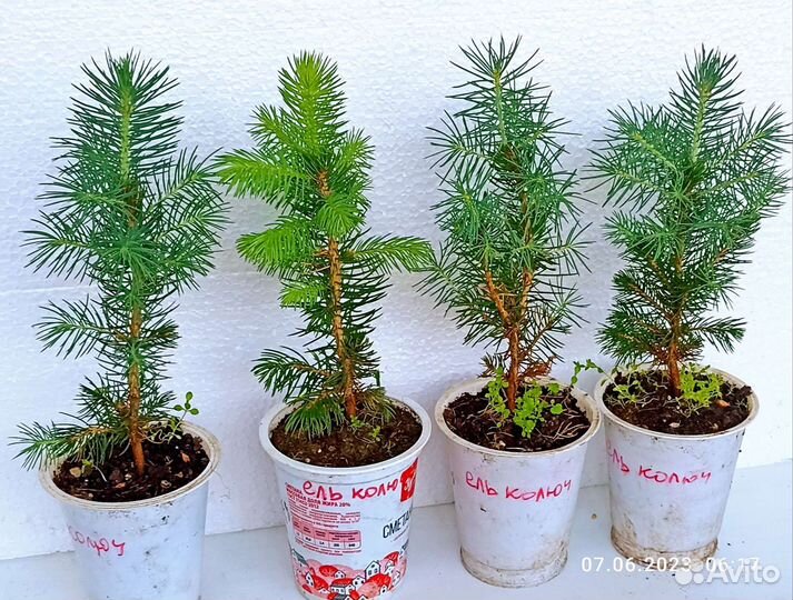 Ель колючая 15-20 см