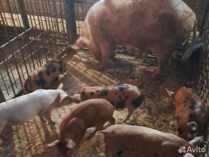 Поросята