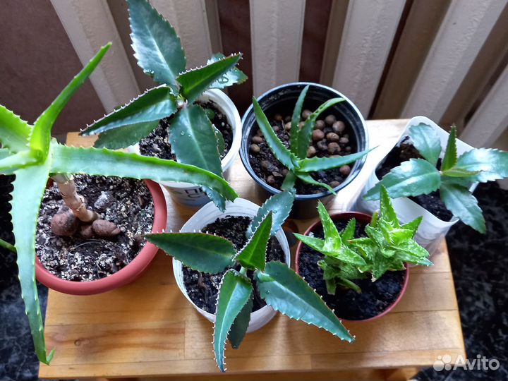 Алоэ каланхоэ лечебное, традесканция