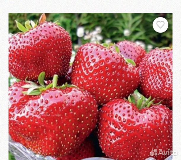 Клубника 