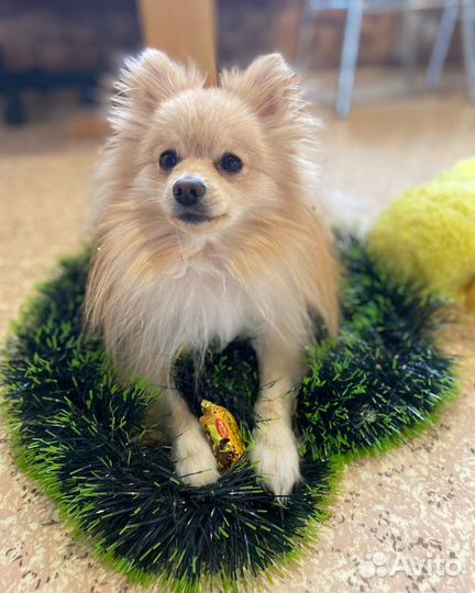 Мини шпиц вязка