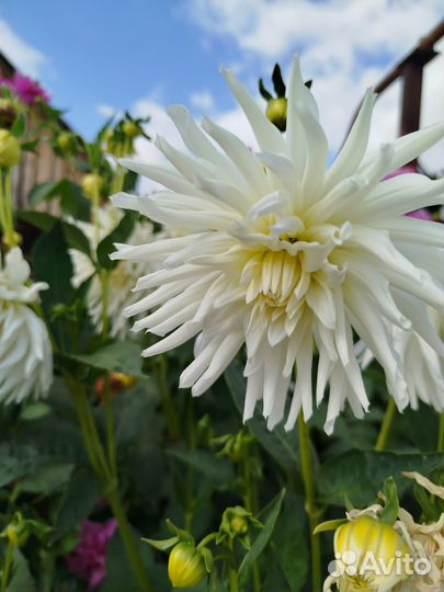 Ромашка аптечная(для использования)