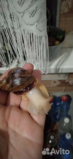 Улитки Ампулярии и Ахатины