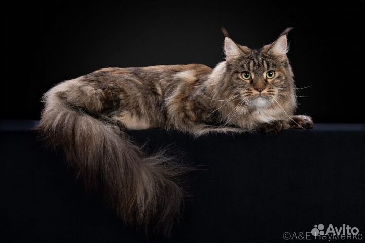 Кошечка мейн-кун