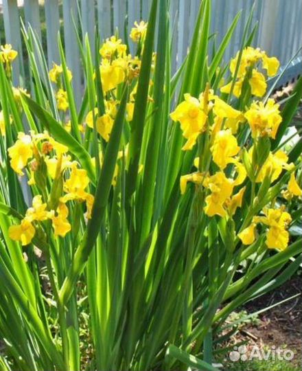 Ирис желтый