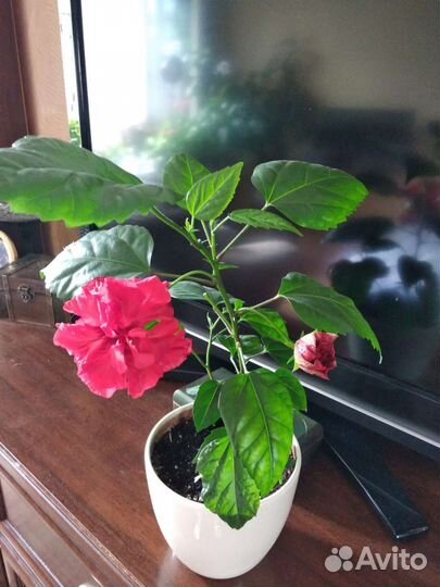 Гибискус китайская роза