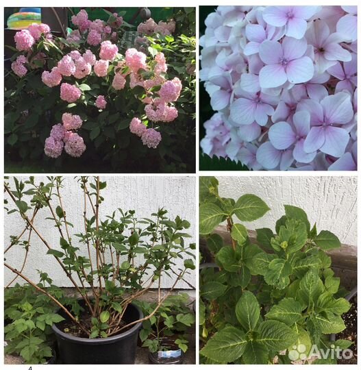 Гортензия крупнолистная