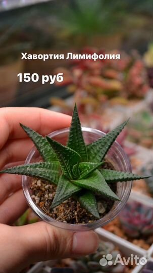 Суккуленты