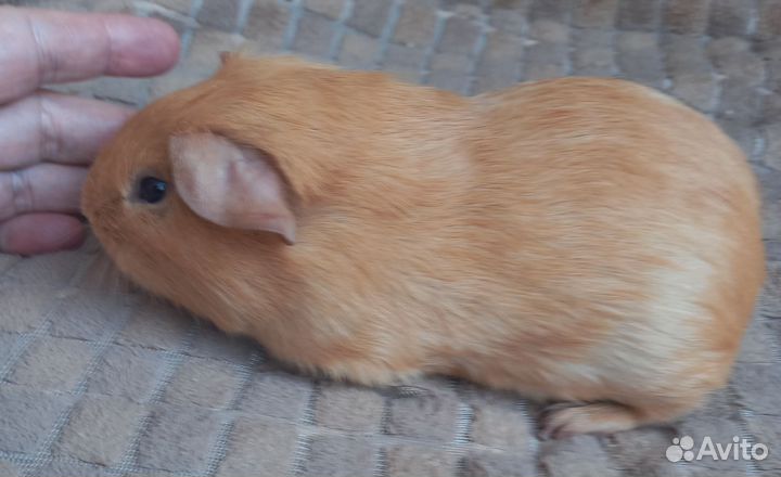 Морская свинка