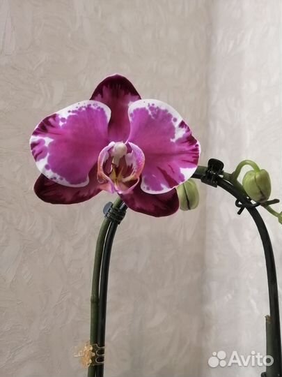 Орхидея фаленопсис