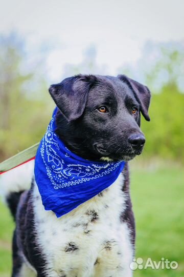 Собака из приюта Некрасовка