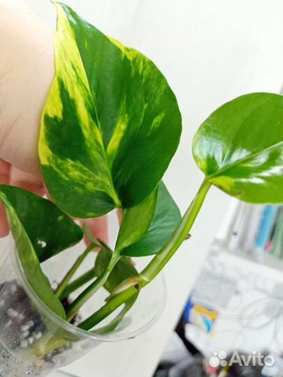 Эпипремнум срез и укорененные