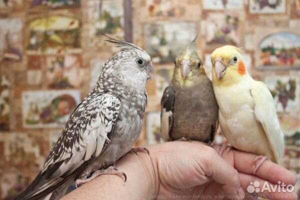 Ручные кореллы