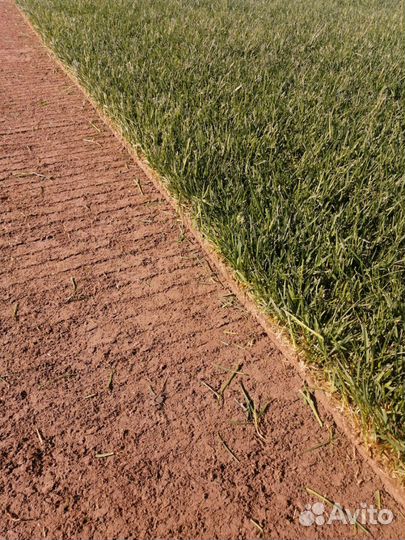 Рулонный газон напрямую с поля