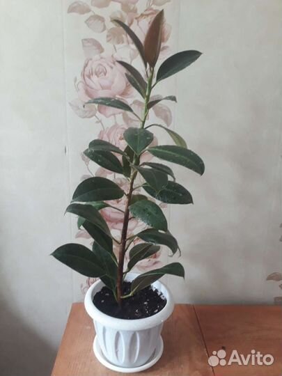 Фикус Мелани