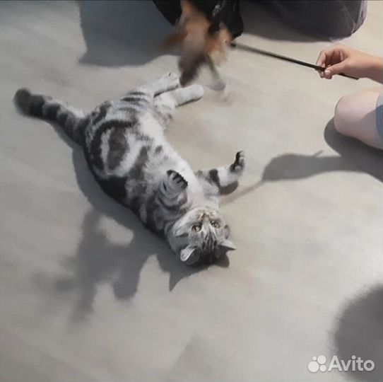 Вязка, симпатичная кошечка