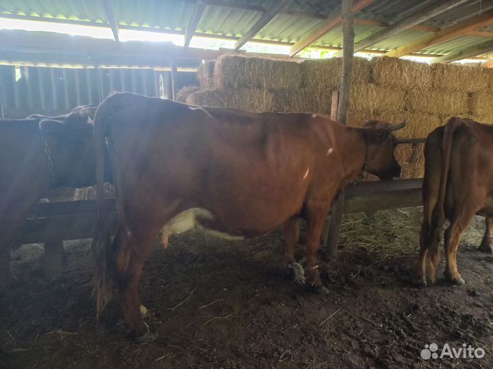 Коровы дойные молочные