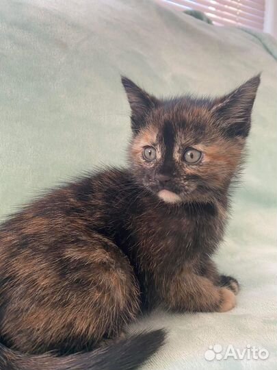 Котята с пестрым окрасом, малыши черепашки в дар