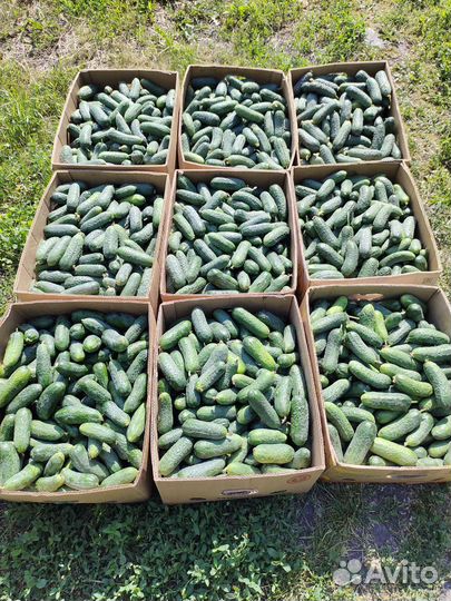 Огурцы свежие тепличные