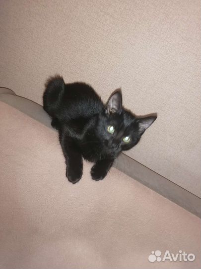 Кошка в дар бесплатно