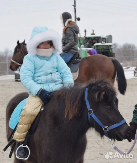 Продается кобыла, шетлендский пони