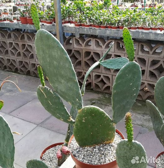 Опунция инжирная съедобная - турецкий кактус еда