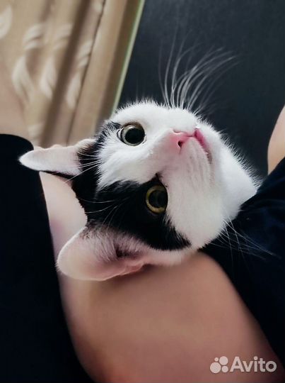 Котик в добрые руки