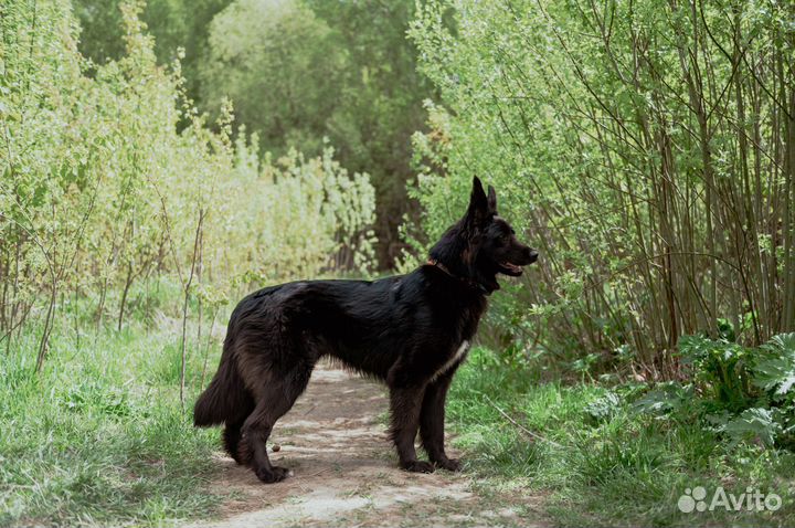 Красивый пес Алтай в добрые руки