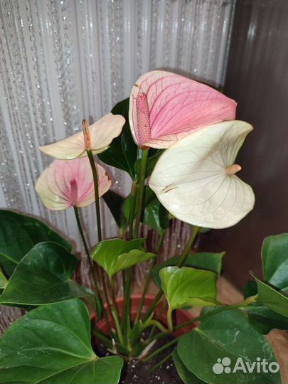 Антуриум Фентези лав