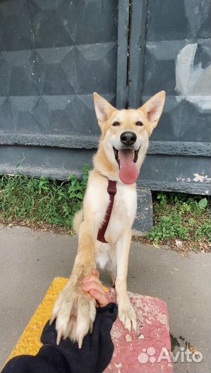 Ищет дом улыбка-пес из приюта