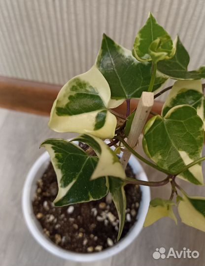 Крестовник Senecio