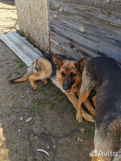 Собака в добрые руки щенок