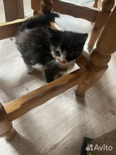 Кошечка в добрые руки