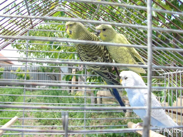 Хохлатые(чубатые) волнистые попугаи