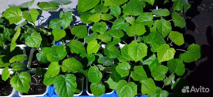 Павловния сеянцы