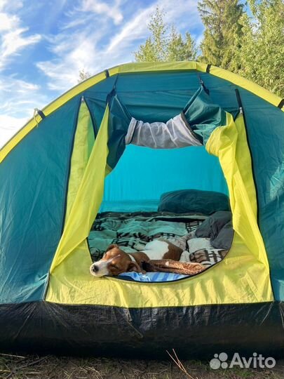 Джек рассел вязка девочка