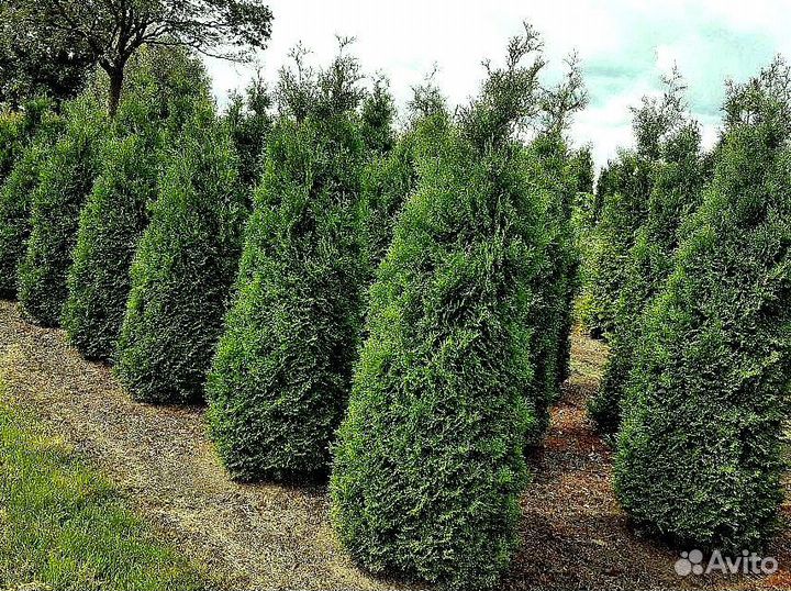 Высокая туя на участок Колумна