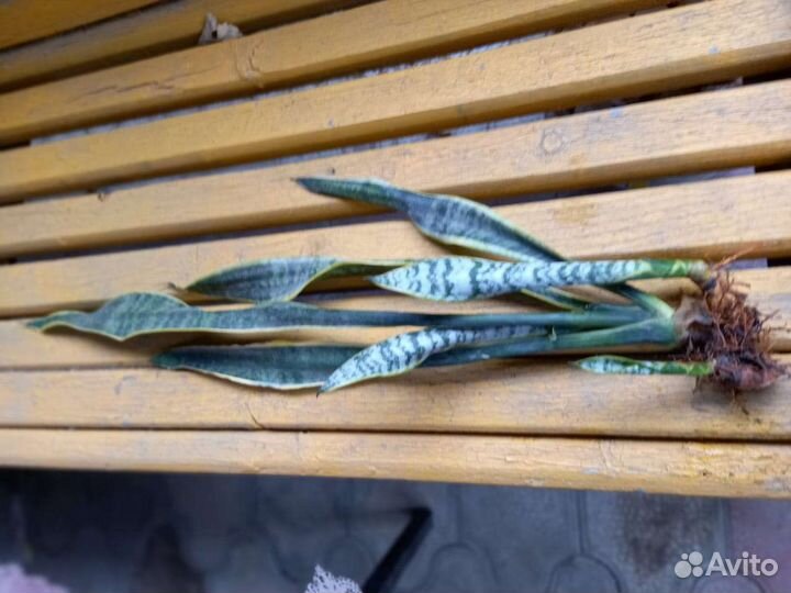 Сансевиерия - тещин язык, комнатный цветок